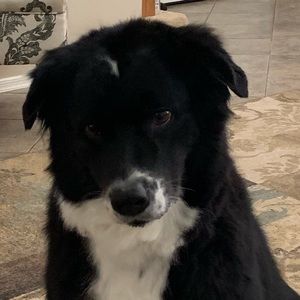 Meet your Posher, Thomas